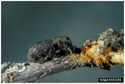 Photograph of Pales Weevil (Hylobious pales) feeding on pine seedling